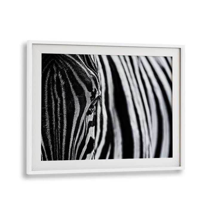 Stunning zebra close-up highlighting the beauty of nature in THE LOOK OF NATURE, PHOTOGRAPHY PRINTS collection.