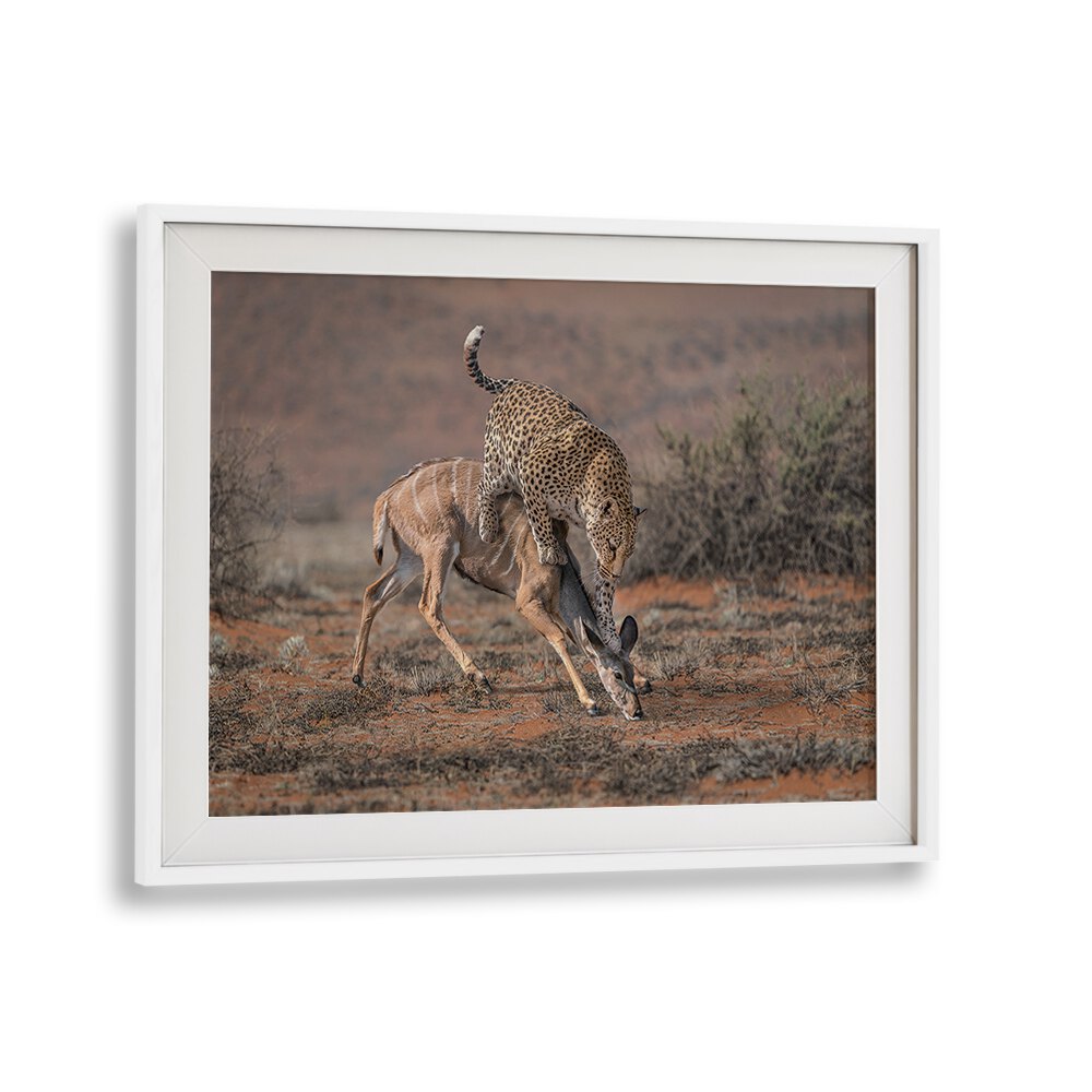 Leopard hunting in stunning detail, perfect for wildlife lovers. Explore our LEOPARD HUNTING, PHOTOGRAPHY PRINTS collection.