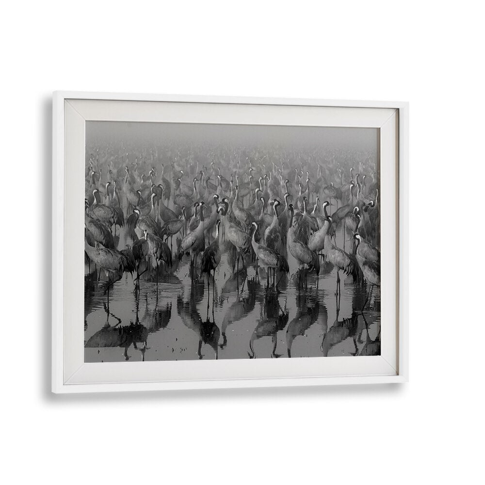 CROSSPOINT, PHOTOGRAPHY PRINTS showcase elegant cranes in misty reflections, perfect for art lovers.