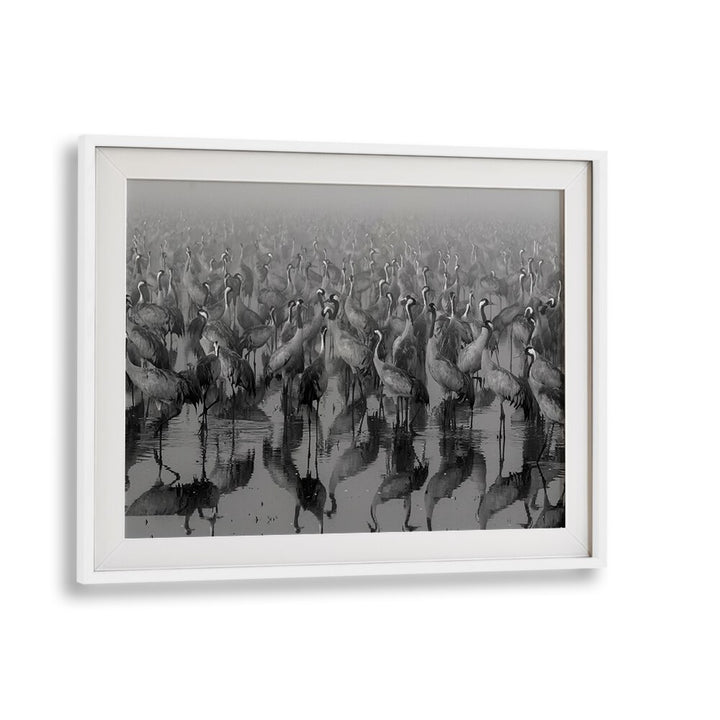 CROSSPOINT, PHOTOGRAPHY PRINTS showcase elegant cranes in misty reflections, perfect for art lovers.