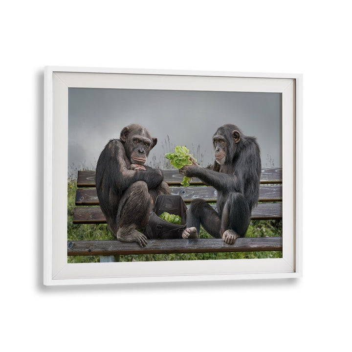 Whimsical MONKEY SALAD, PHOTOGRAPHY PRINTS featuring playful monkeys sharing lettuce on a park bench.