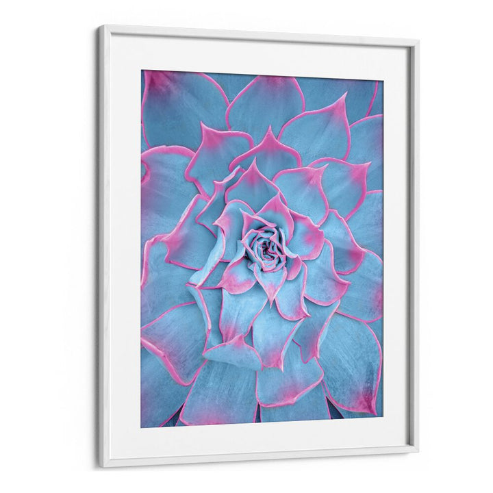 surreal painting - BLUE AND PINK SUCCULENT by Asianmonk