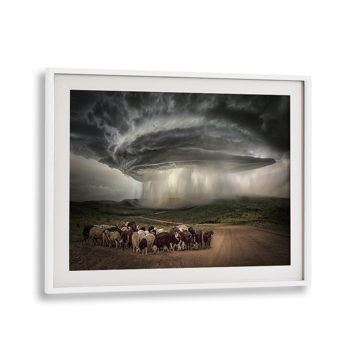 Dramatic clouds loom over grazing cattle in stunning NAMIBIA RAIN, PHOTOGRAPHY PRINTS, capturing surreal beauty.