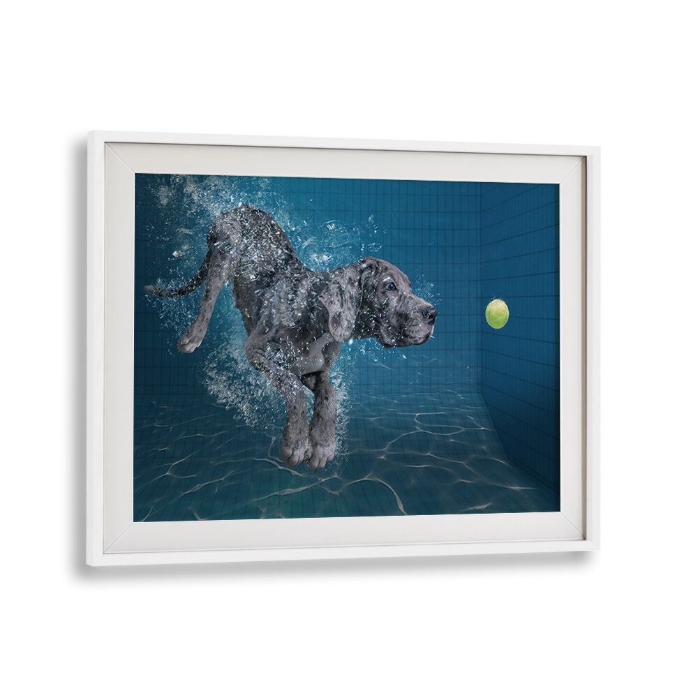 SPLASH DOG, PHOTOGRAPHY PRINTS showcase a playful dog diving into water, capturing the essence of wildlife photography.