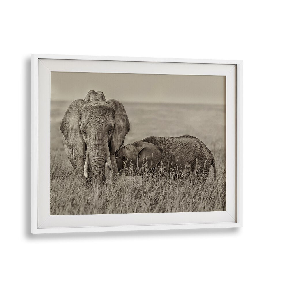 Embrace the warmth of nature with our SNUGGLING, PHOTOGRAPHY PRINTS featuring tender elephants in a serene landscape.