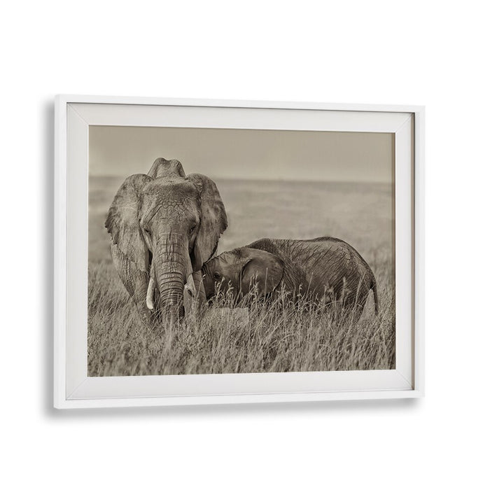 Embrace the warmth of nature with our SNUGGLING, PHOTOGRAPHY PRINTS featuring tender elephants in a serene landscape.