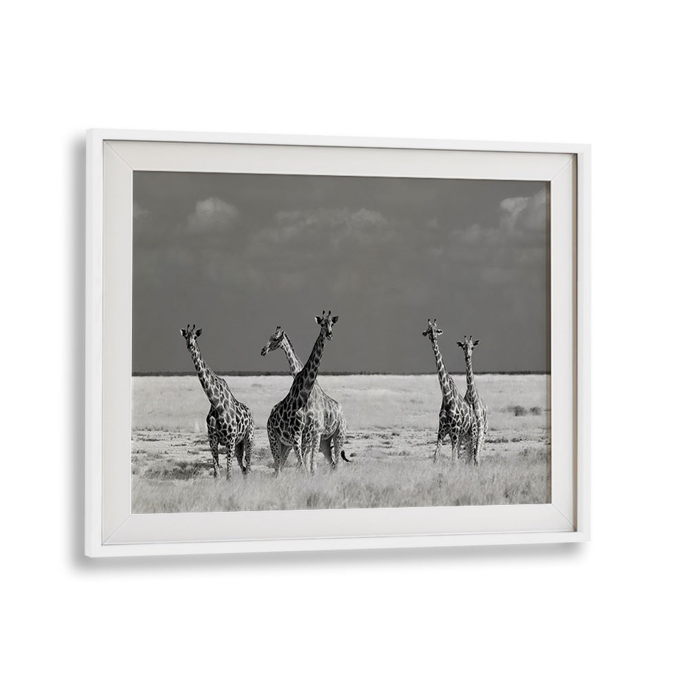Four majestic giraffes in stunning black and white from the LOOK GIRL STRANGE ANIMALS, PHOTOGRAPHY PRINTS collection.