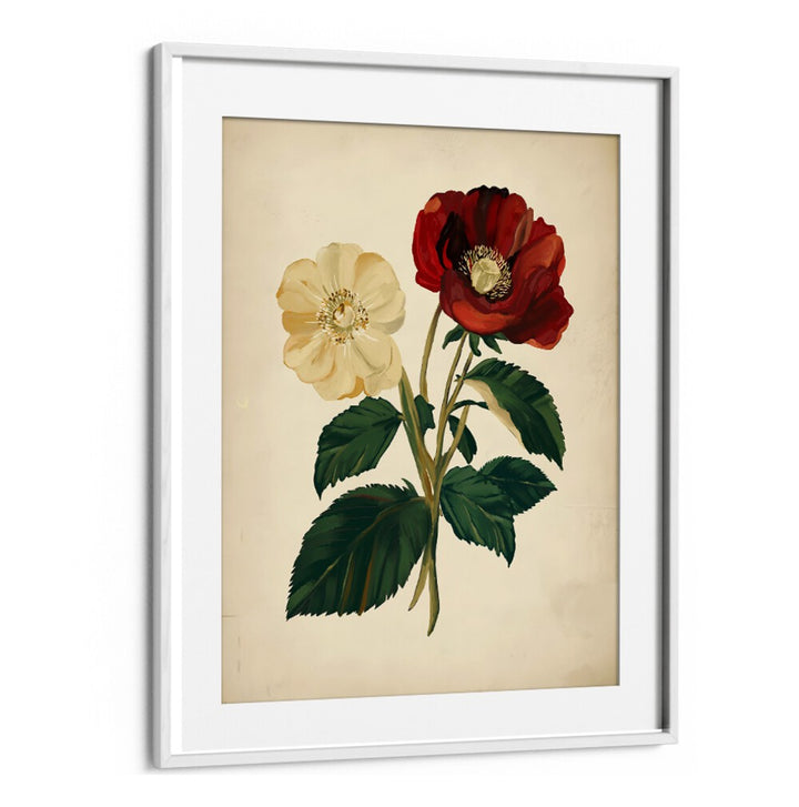 Elegant 18TH CENTURY BOTANICAL, FLORAL FLOWER PAINTINGS featuring red and white blooms, perfect for home decor.