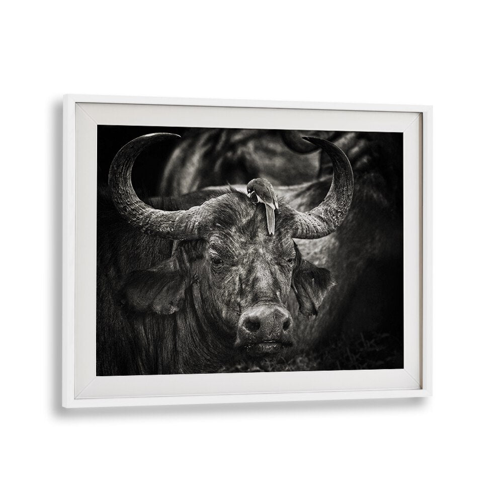 Stunning RED-BILLED OXPECKER , PHOTOGRAPHY PRINTS showcasing a bird perched on a majestic buffalo, perfect for nature lovers.
