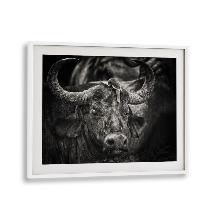 Stunning RED-BILLED OXPECKER , PHOTOGRAPHY PRINTS showcasing a bird perched on a majestic buffalo, perfect for nature lovers.
