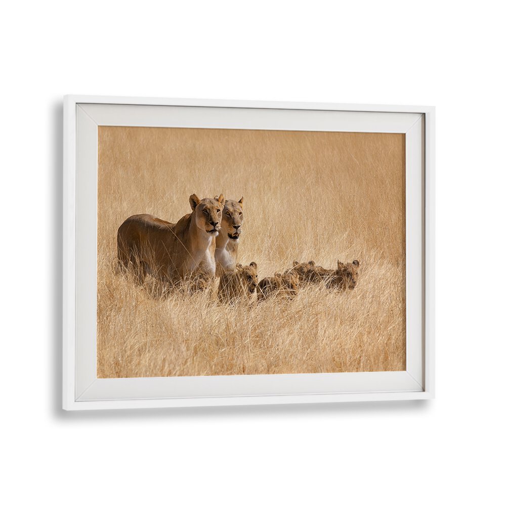 Captivating FAMILY OUTING, PHOTOGRAPHY PRINTS showcasing a lion family in a serene, golden grassland setting.