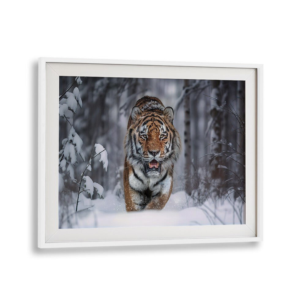 Stunning SNOW TIGER, PHOTOGRAPHY PRINTS showcasing the majestic beauty of wildlife in a snowy forest setting.