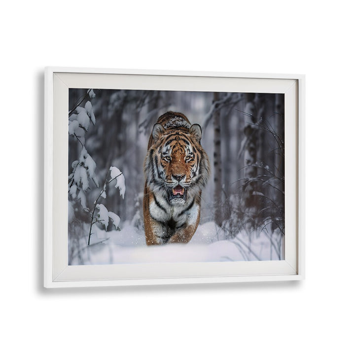 Stunning SNOW TIGER, PHOTOGRAPHY PRINTS showcasing the majestic beauty of wildlife in a snowy forest setting.