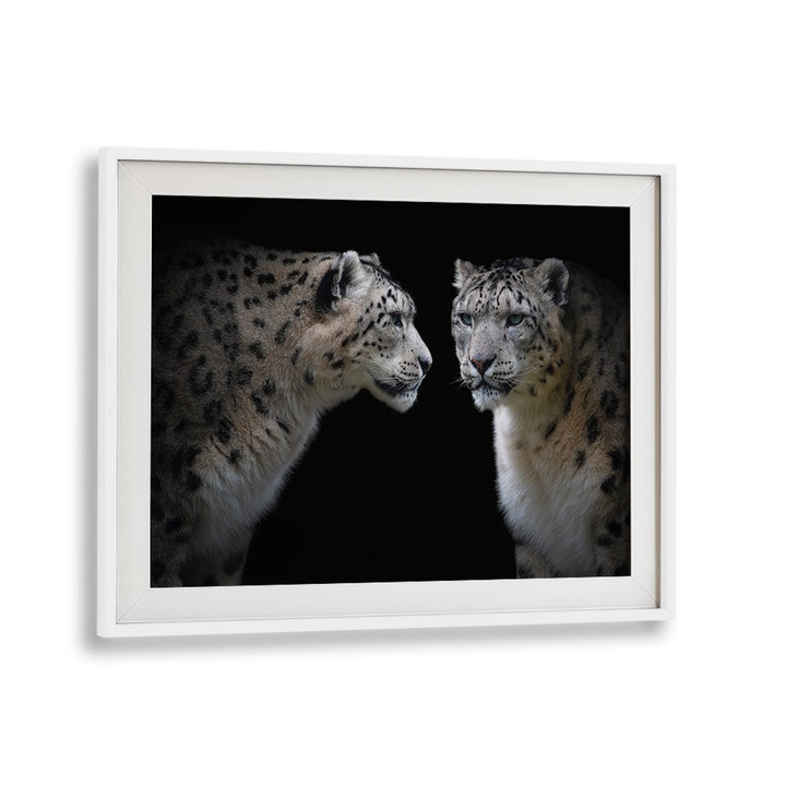 Stunning LIKE A MIRROR, PHOTOGRAPHY PRINTS featuring two snow leopards in a striking black background.