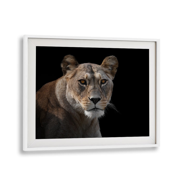 Stunning lioness portrait showcasing majestic beauty, perfect for wildlife photography prints. Ideal for nature lovers.