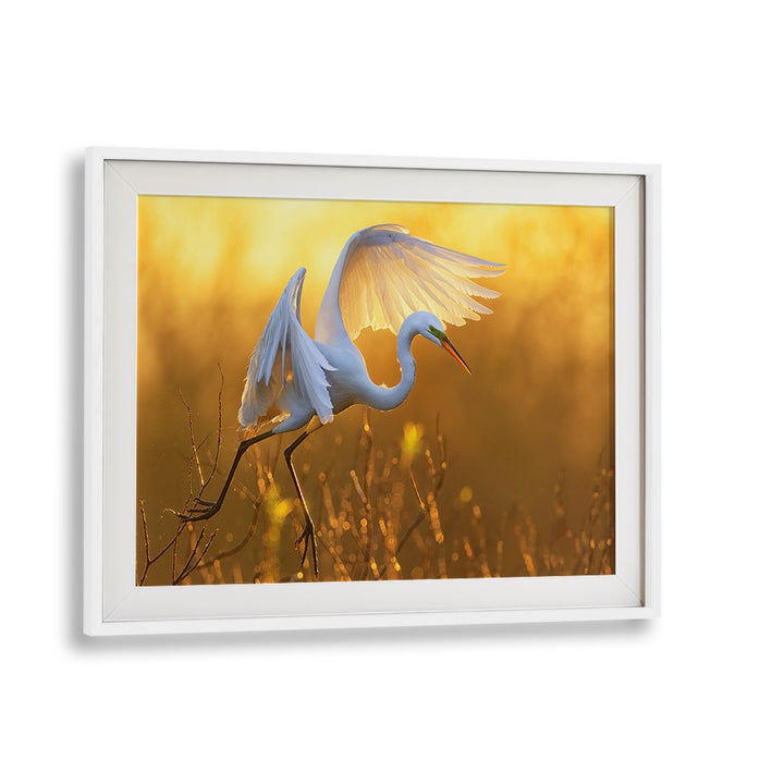 MORNING EGRET BY MICHAEL ZHENG , LANDSCAPE PHOTO PRINTS