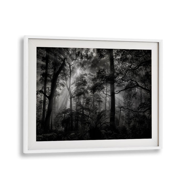 Captivating PRIMARY FOREST, PHOTOGRAPHY PRINTS showcase serene nature in stunning black and white, perfect for any decor.
