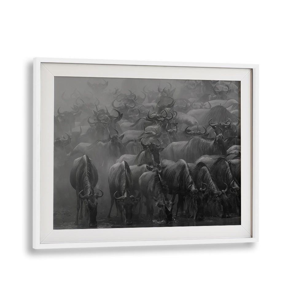Stunning artwork of wildebeests during THE GREAT MIGRATION, PHOTOGRAPHY PRINTS showcase nature's power and beauty.