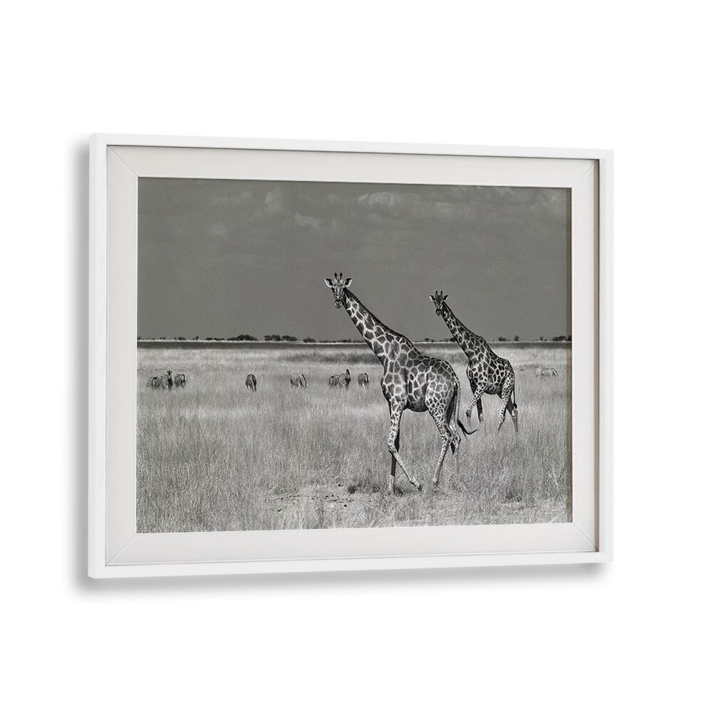 Stunning black-and-white photography print of giraffes, perfect for tourists spending on home décor. TOURISTS SPEND, PHOTOGRAPHY PRINTS.
