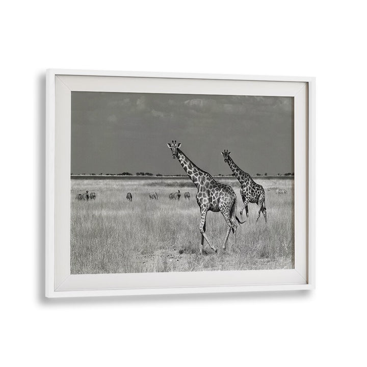 Stunning black-and-white photography print of giraffes, perfect for tourists spending on home décor. TOURISTS SPEND, PHOTOGRAPHY PRINTS.