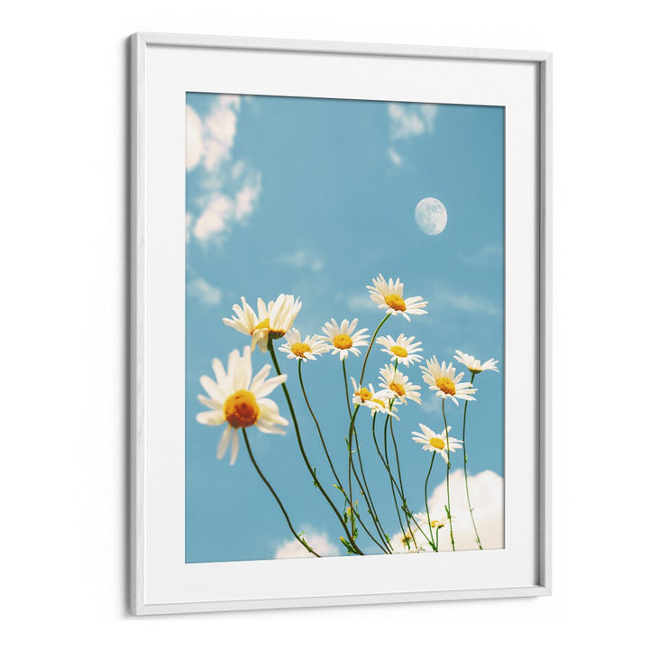 MAGICAL DAISIES BY GABOR ESTEFAN, STREET PHOTOGRAPHY ART PRINTS