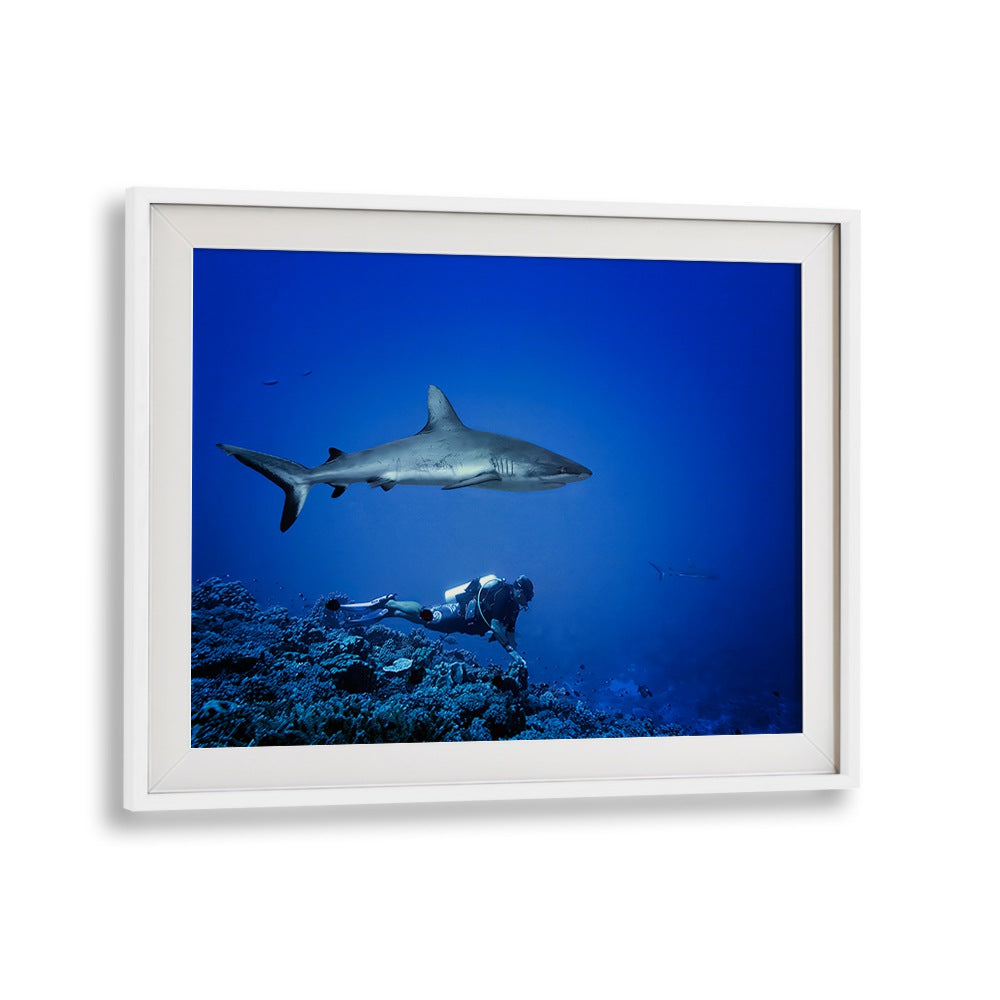 Underwater scene featuring a diver and a shark, showcasing MARC IS NOT LOOKING, PHOTOGRAPHY PRINTS collection.