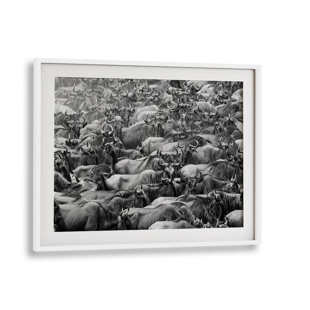 Stunning WILDBEEST, PHOTOGRAPHY PRINTS capturing a herd in dynamic motion, perfect for nature enthusiasts.