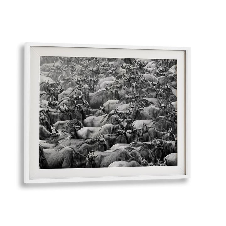 Stunning WILDBEEST, PHOTOGRAPHY PRINTS capturing a herd in dynamic motion, perfect for nature enthusiasts.