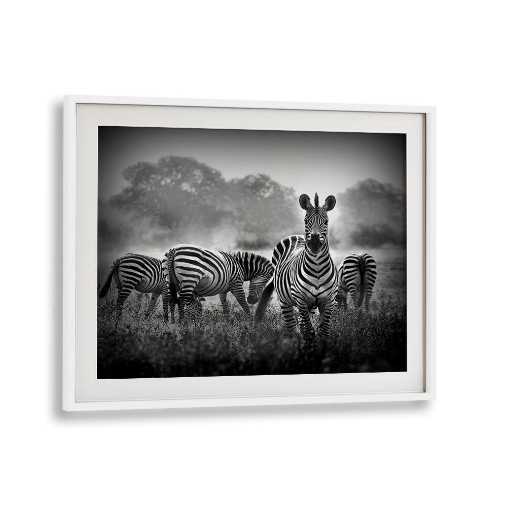 Stallion in a Pin Stripe Suit, photography prints showcasing the elegance of wildlife in stunning detail.