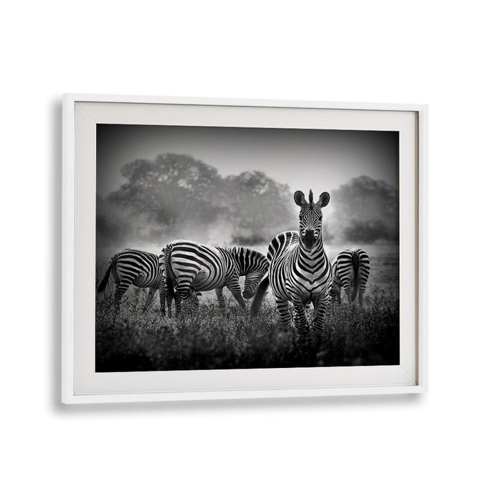 Stallion in a Pin Stripe Suit, photography prints showcasing the elegance of wildlife in stunning detail.