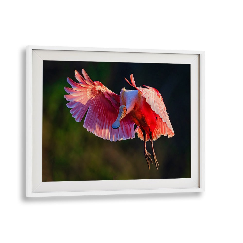 Stunning Roseate Spoonbill captured in flight, perfect for enhancing your space with our photography prints.