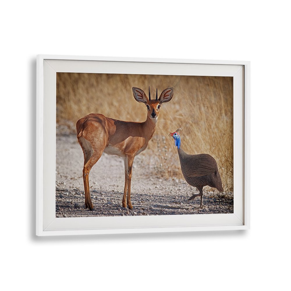 Breathtaking wildlife scene featuring a deer and a guineafowl in "My Best Friend, Photography Prints" collection.