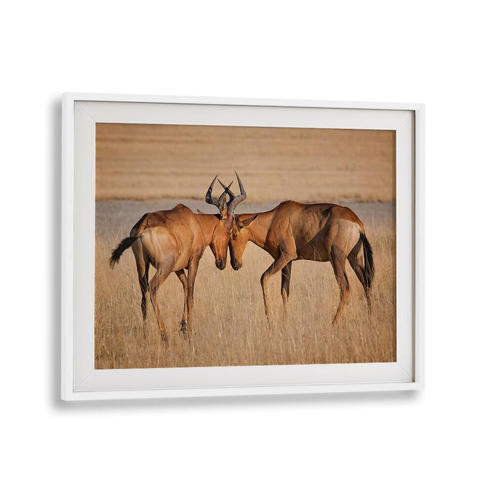 Graceful hartebeests interact in golden grasslands, perfect for your collection of HARTEBEESTS, PHOTOGRAPHY PRINTS.