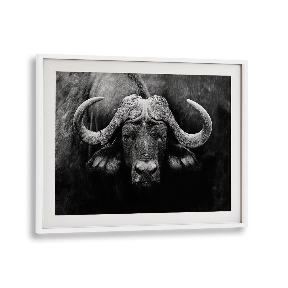 Stunning black and white buffalo portrait from THE STARE, PHOTOGRAPHY PRINTS, perfect for wildlife lovers.