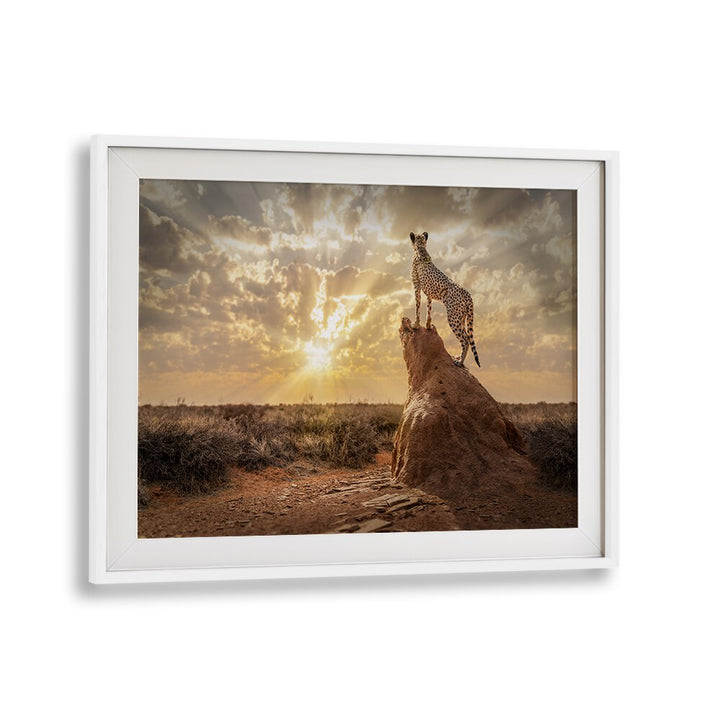 SUNDOWN CHEETAH, PHOTOGRAPHY PRINTS showcase a majestic cheetah against a stunning sunset, capturing wild beauty.