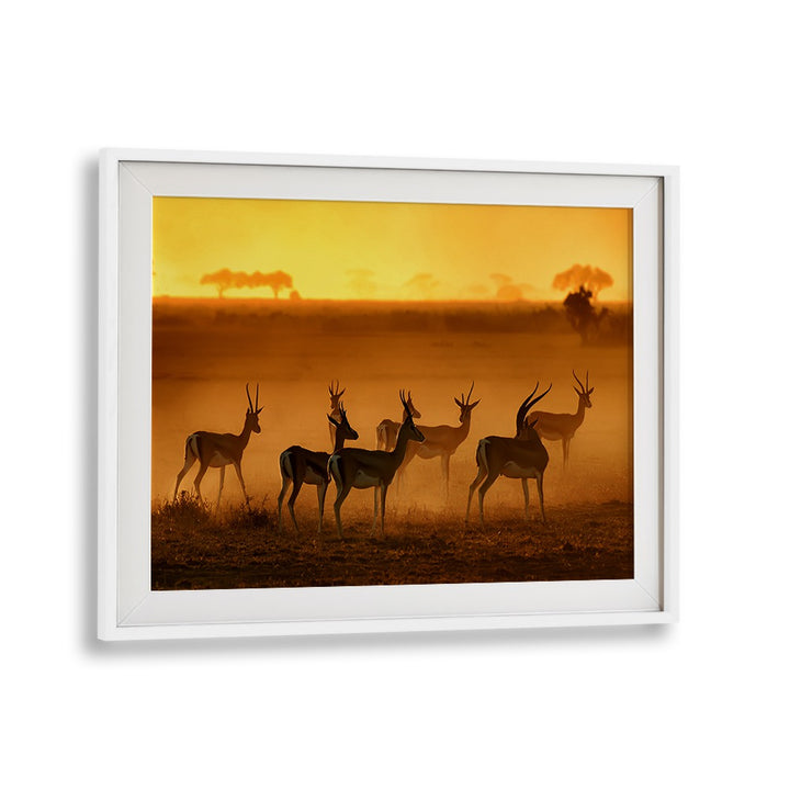 Stunning GOLDEN LIGHT, PHOTOGRAPHY PRINTS showcasing wildlife against a vibrant sunset, perfect for nature lovers.