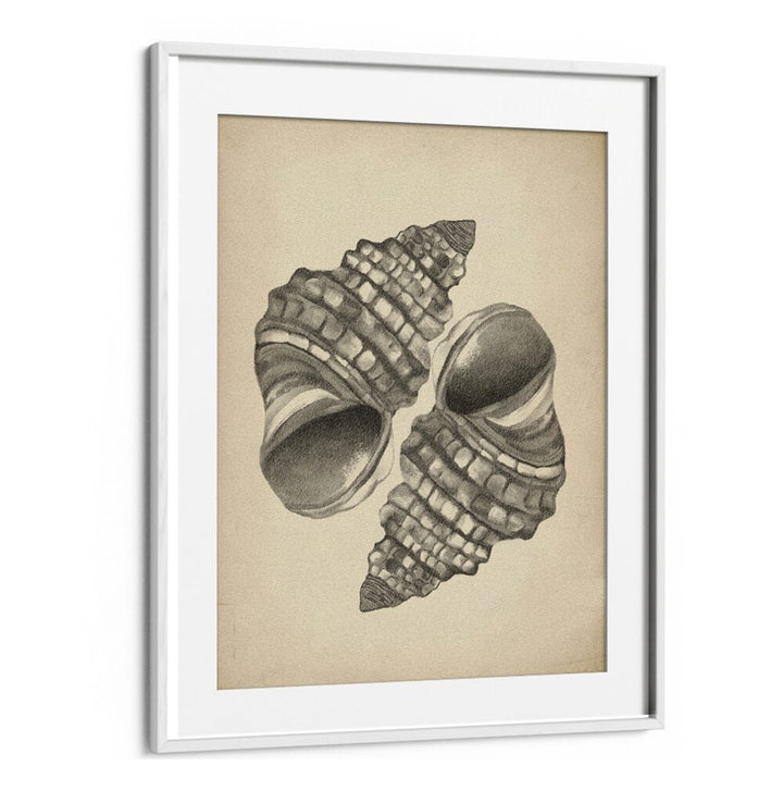 Elegant seashell artwork from the SEASHELLS II, BEACH PAINTINGS collection for coastal-inspired decor.