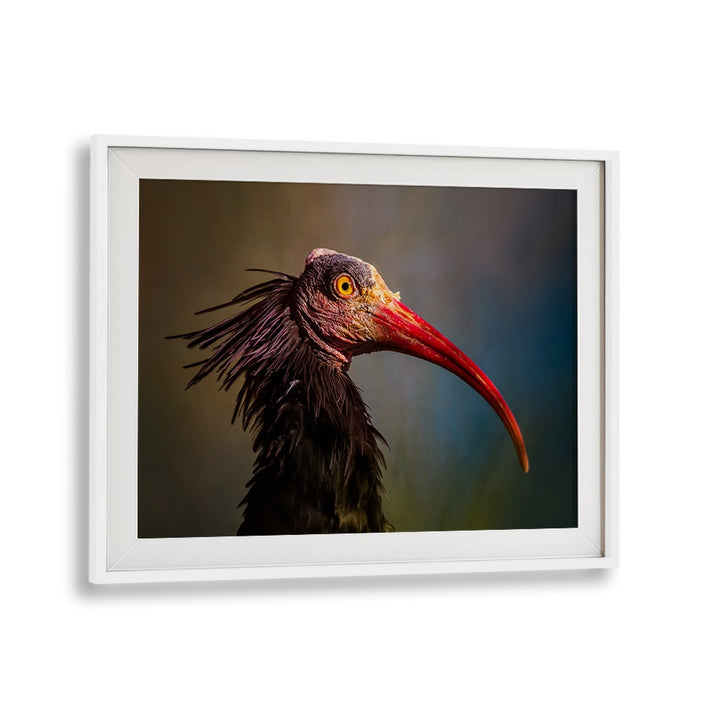 SPLENDOROUS BEAUTY  , PHOTOGRAPHY PRINTS