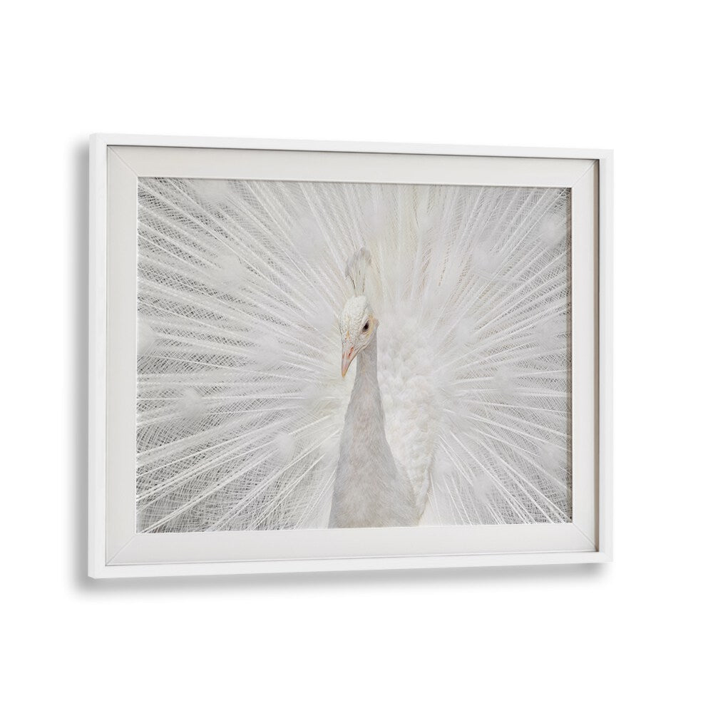 Breathtaking SPLENDID WHITE, PHOTOGRAPHY PRINTS featuring a majestic white peacock, perfect for elegant decor by Fegari.