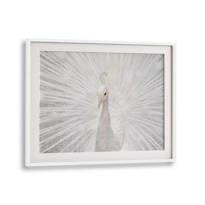 Breathtaking SPLENDID WHITE, PHOTOGRAPHY PRINTS featuring a majestic white peacock, perfect for elegant decor by Fegari.