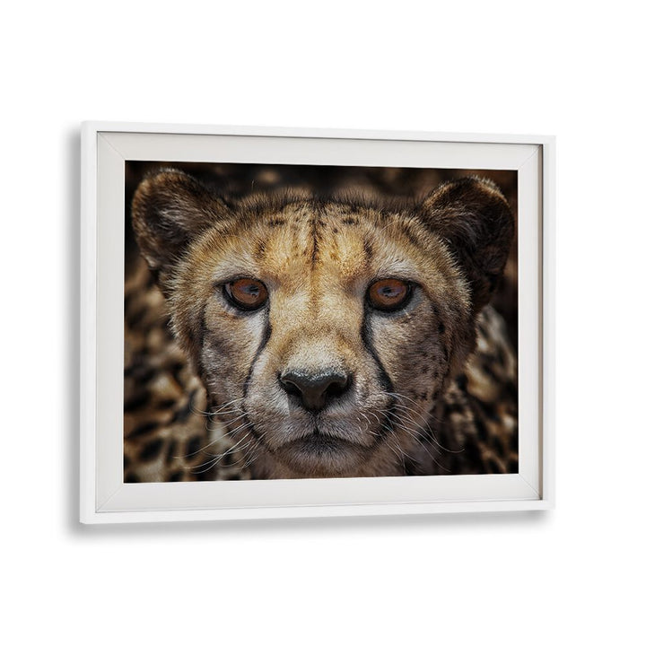 Stunning YOU KNOW WHAT, PHOTOGRAPHY PRINTS featuring a close-up of a cheetah, capturing its striking beauty and detail.