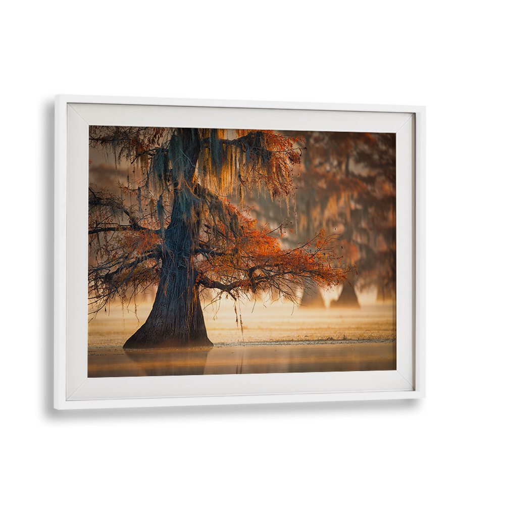 A CYPRESS IN FALL WATER BY MICHAEL ZHENG , LANDSCAPE PHOTO PRINTS