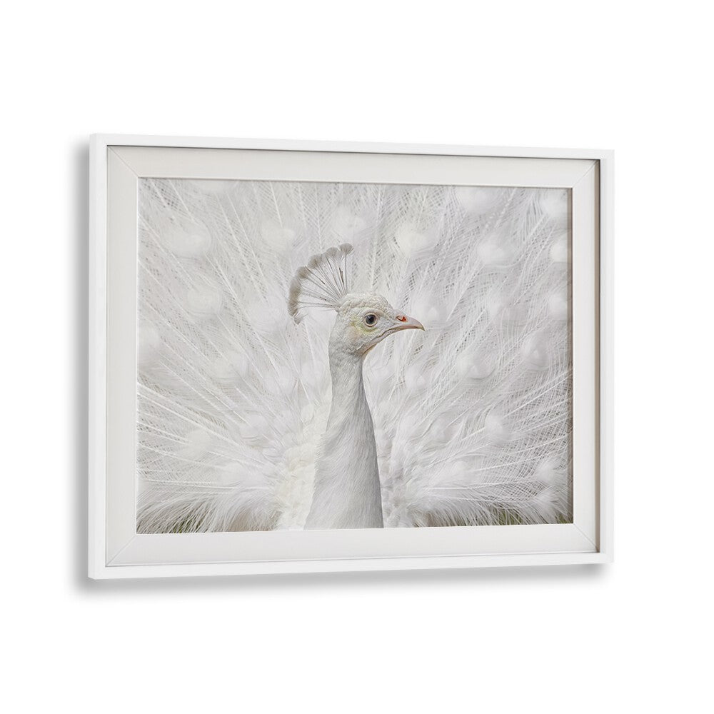 Stunning white peacock showcased in INMACULATE, PHOTOGRAPHY PRINTS by Fegari, perfect for wildlife art lovers.