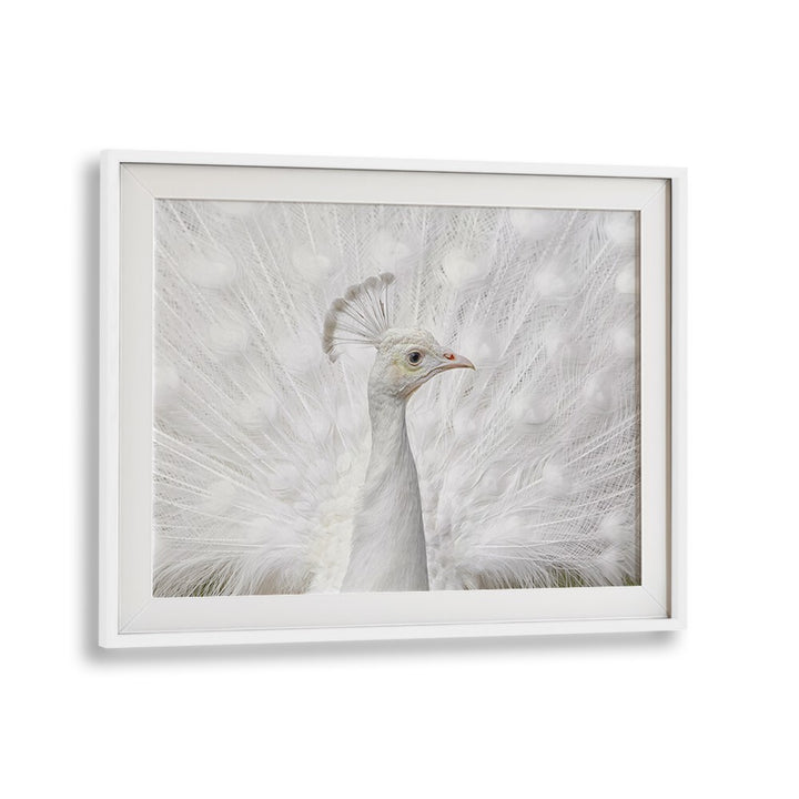 Stunning white peacock showcased in INMACULATE, PHOTOGRAPHY PRINTS by Fegari, perfect for wildlife art lovers.