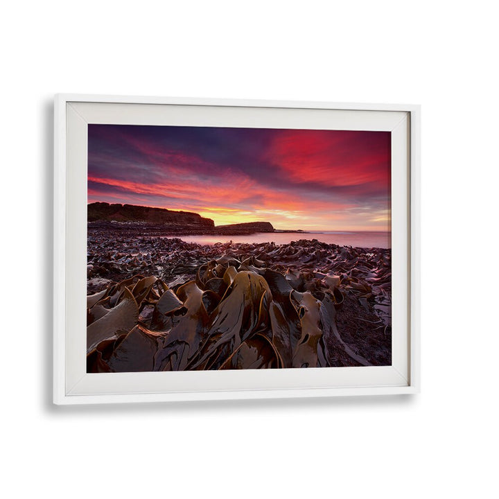 Stunning Curio Bay Morning photography prints showcasing vibrant colors and serene landscapes for nature lovers.