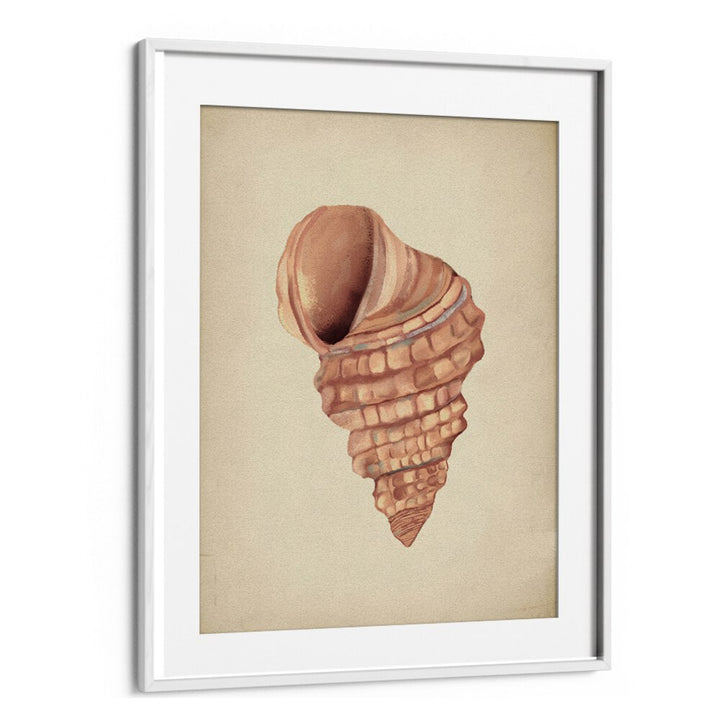 Elegant PINK SEASHELLS, BEACH PAINTINGS to enhance your coastal decor with natural beauty and ocean serenity.