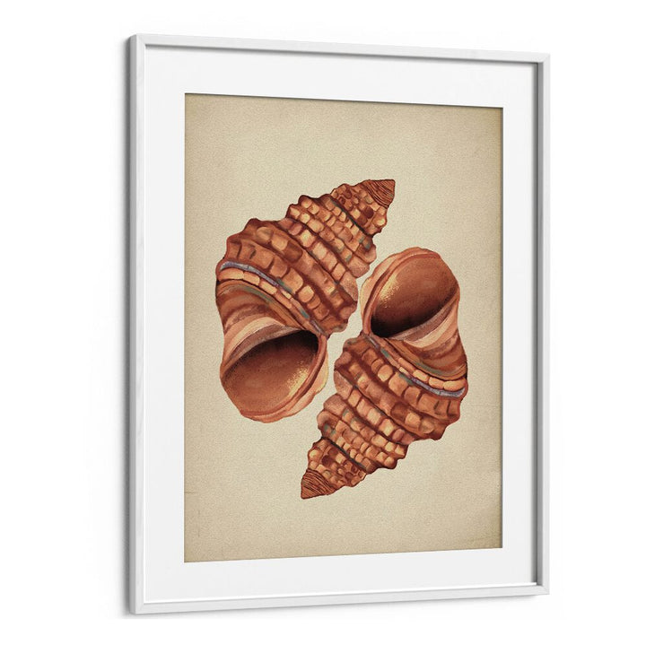 Seashell Vintage, Beach Paintings featuring elegant seashell art, perfect for coastal home décor.