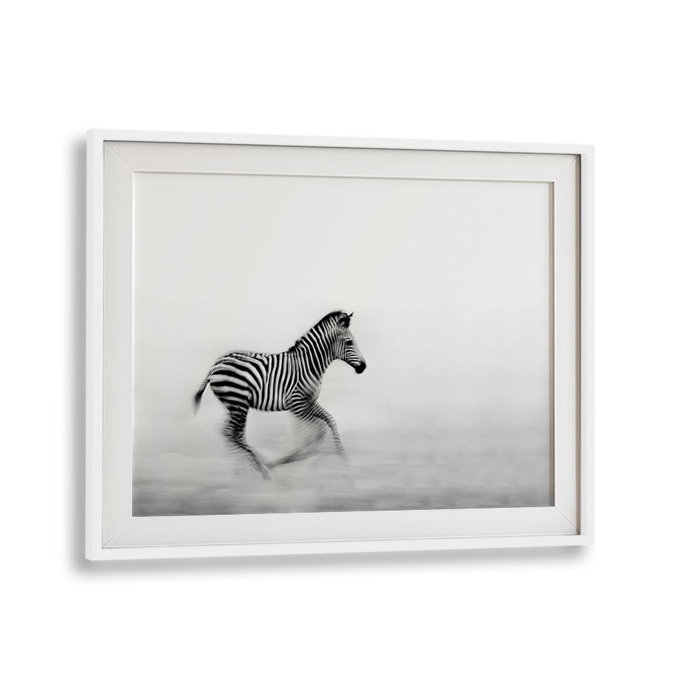 ZEBRA RUN, PHOTOGRAPHY PRINTS showcase a majestic zebra in motion, capturing nature's beauty and grace.