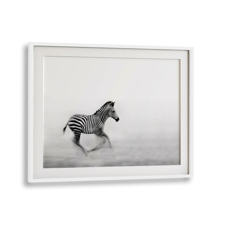 ZEBRA RUN, PHOTOGRAPHY PRINTS showcase a majestic zebra in motion, capturing nature's beauty and grace.