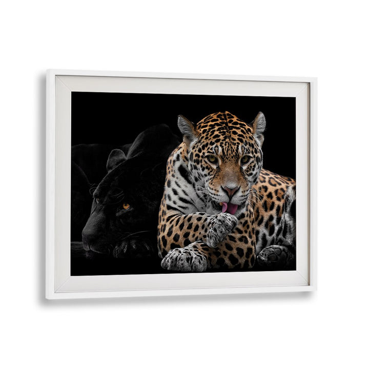 Majestic jaguar pair captured in stunning detail, perfect for your wall decor—MR AND MRS JAGUAR, PHOTOGRAPHY PRINTS.